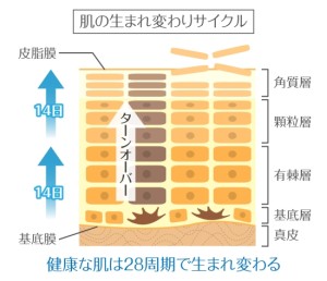 ターンオーバー